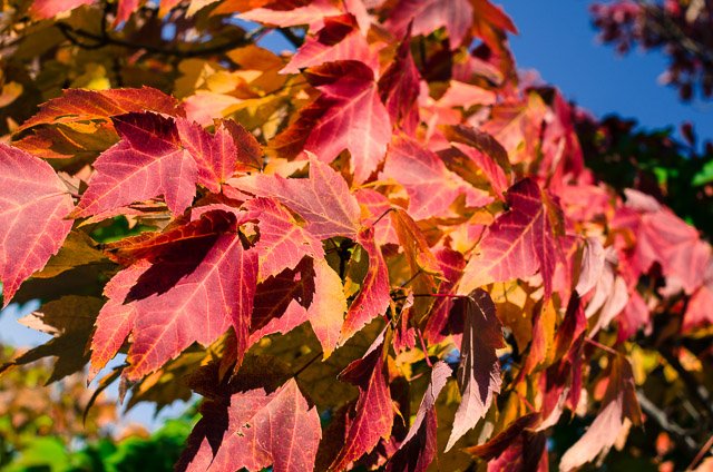 Reference image illustrating A Thanksgiving Reflection: Gratitude, Autumn Style, and Oscar de la Renta Accessories