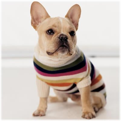 Coach Legacy Stripe Dog Sweater: Cashmere Luxury for Your Furry Companion cover image
