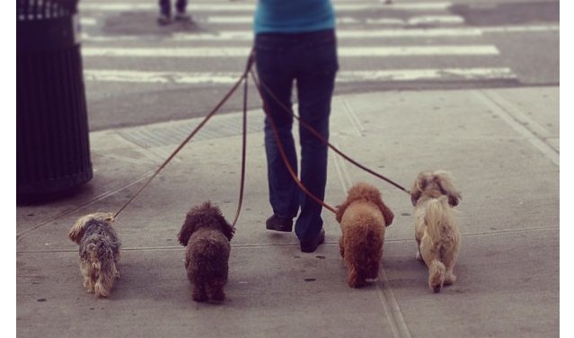 Reference image illustrating Post-Holiday Shopping Fatigue? Reset with These Playful Animal GIFs