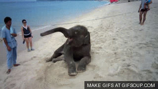 Reference image illustrating Post-Holiday Shopping Fatigue? Reset with These Playful Animal GIFs