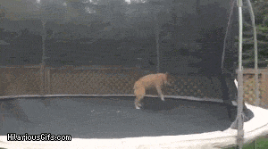 Reference image illustrating Post-Holiday Shopping Fatigue? Reset with These Playful Animal GIFs