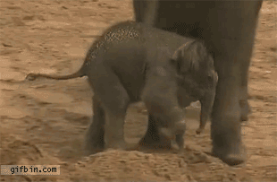 Reference image illustrating Post-Holiday Shopping Fatigue? Reset with These Playful Animal GIFs