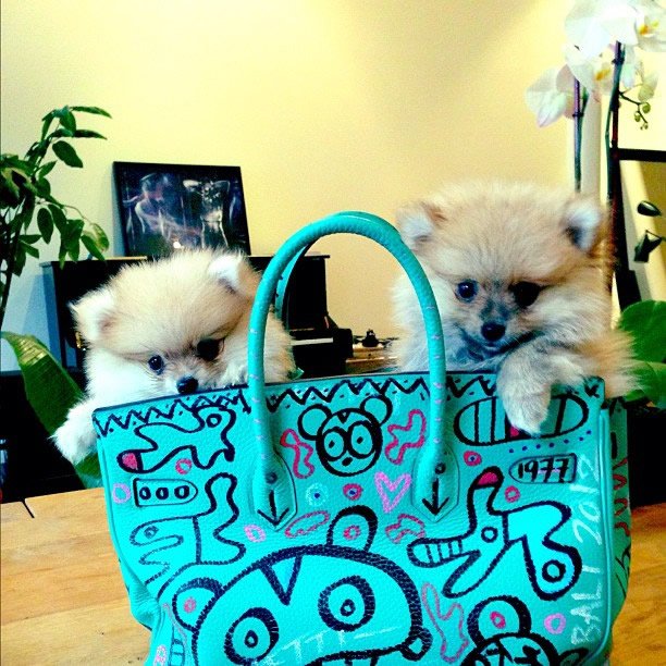 Reference image illustrating Nicola Formichetti’s Custom Hermès Birkin: Art, Rebellion, and the Nicopanda Touch